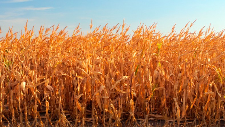 FONTAGRO anuncia Convocatoria 2015 para proyectos de innovación en el manejo sostenible de los recursos naturales de América Latina