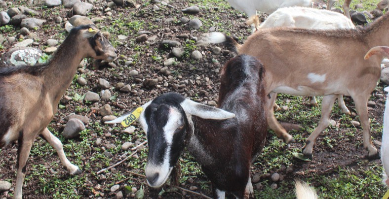 Evalúan raciones para alimentar cabras