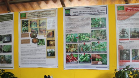 En la feria de las flores y el café el IDIAP ofrece tecnología e innovación
