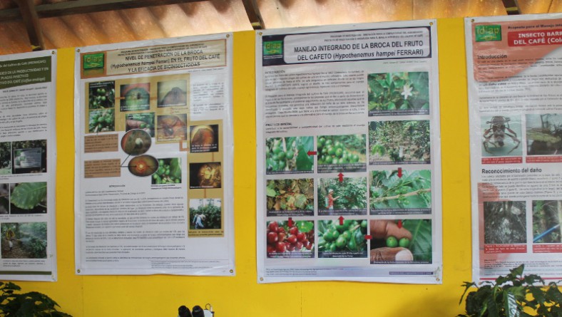 En la feria de las flores y el café el IDIAP ofrece tecnología e innovación