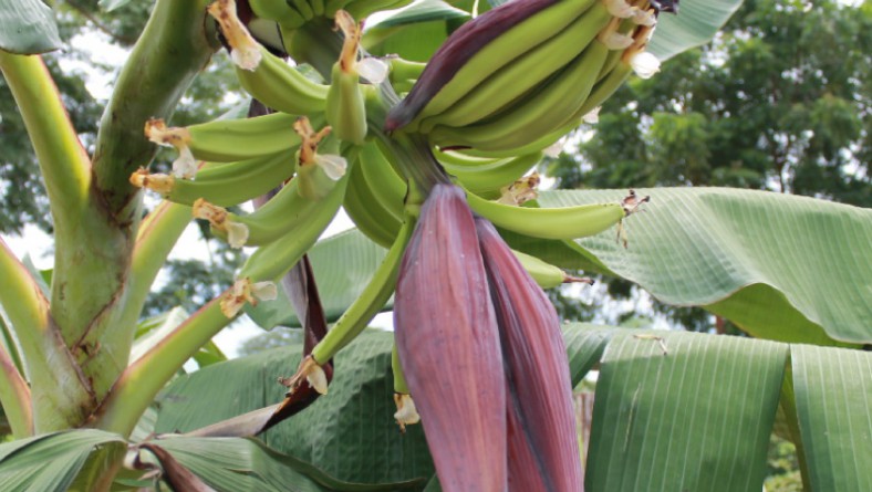 Convenio IDIAP – MIDA fortalece transferencia tecnológica en el cultivo de plátano