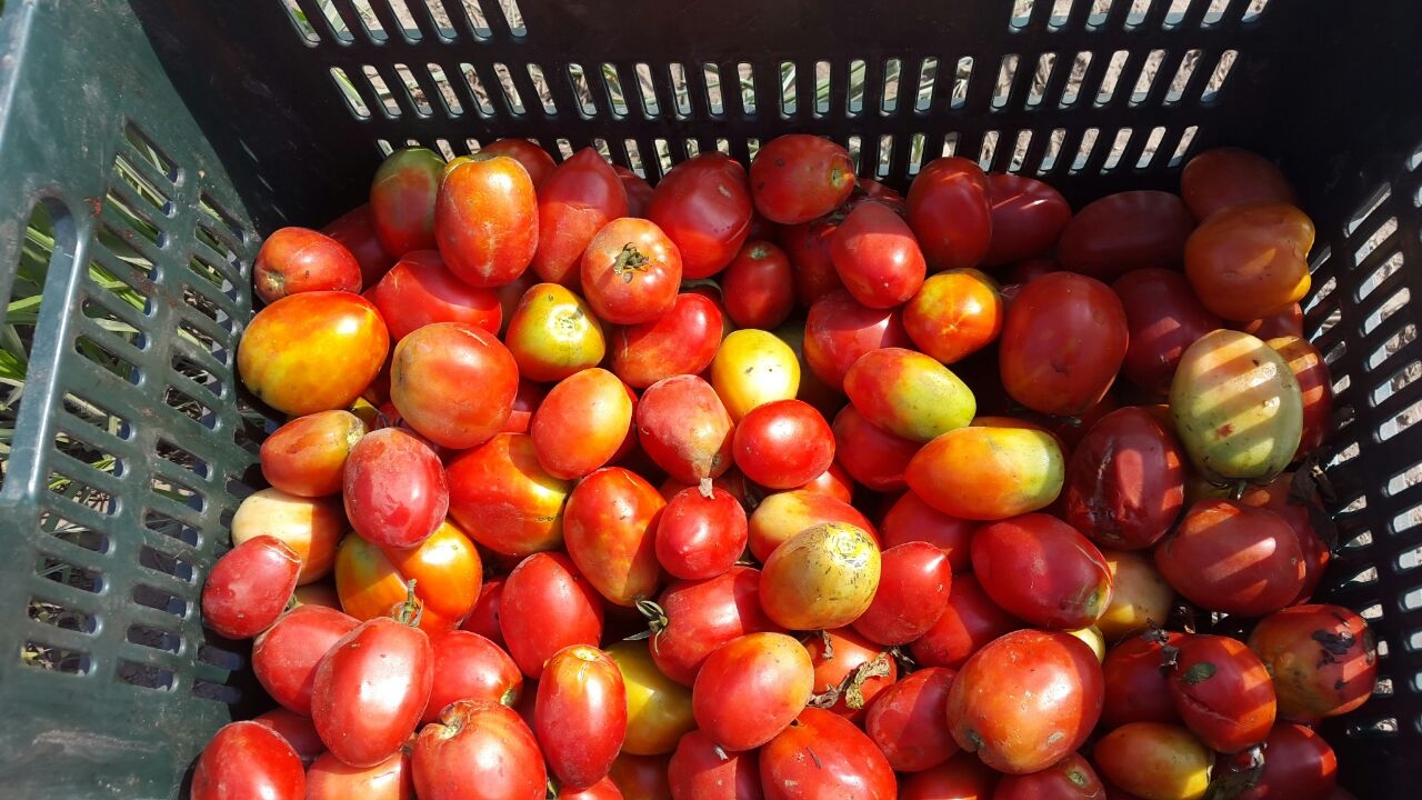 IDIAP apoyará a remigio rojas en evaluación de híbridos de tomate