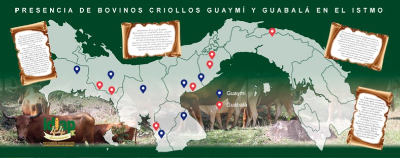 Guaymí y Guabalá, ancestrales bovinos criollos