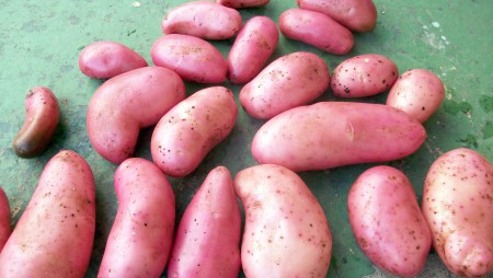 Realizan ardua jornada para la multiplicación de semillas de papa Idiap roja 17