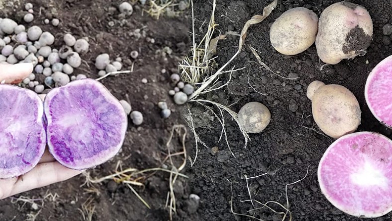 IDIAP trae a Panamá variedad de papa con alto contenido de antioxidantes