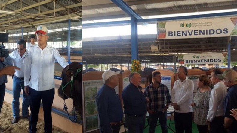 IDIAP presenta tecnologías pecuarias durante IX feria de la Carne Bovina