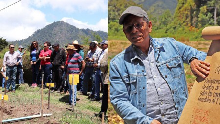 Productores de papa contarán con cultivos de ciclos cortos y sin plaga