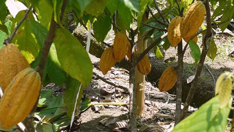 Estudios buscan aumentar la calidad y producción de cacao