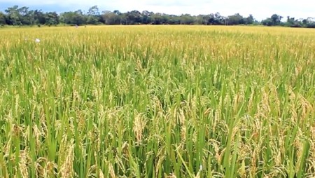 Promueven tecnologías agrícolas de variedades de arroz comercial