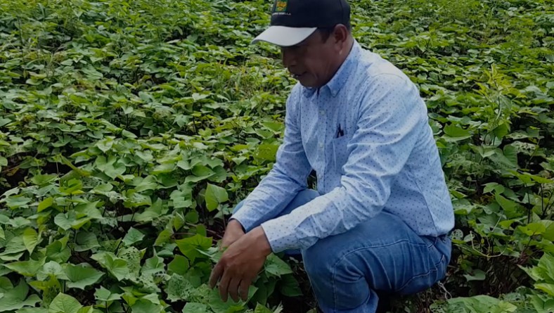 1,000 cultivares de camote serán evaluados por el IDIAP