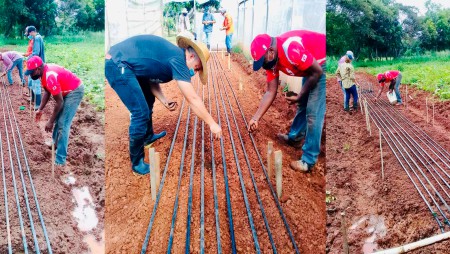 Evalúan métodos de siembra de cebolla en Azuero