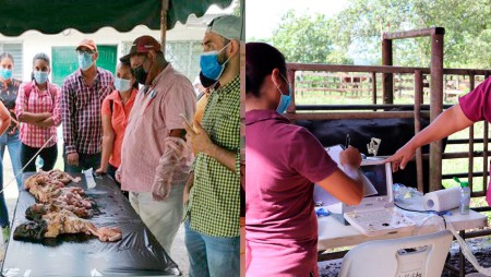 IDIAP capacita a técnicos del MIDA sobre inseminación bovina