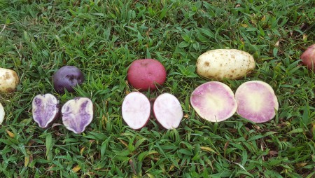 IDIAP evalúa papas con características nutricionales excepcionales