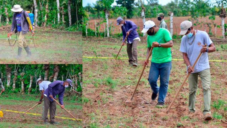 Productores de Azuero instalan ensayos de maíz