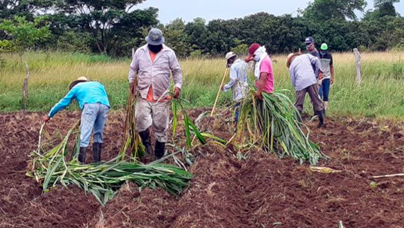 Siembran pasto CT-22 en IDIAP Río Hato sur