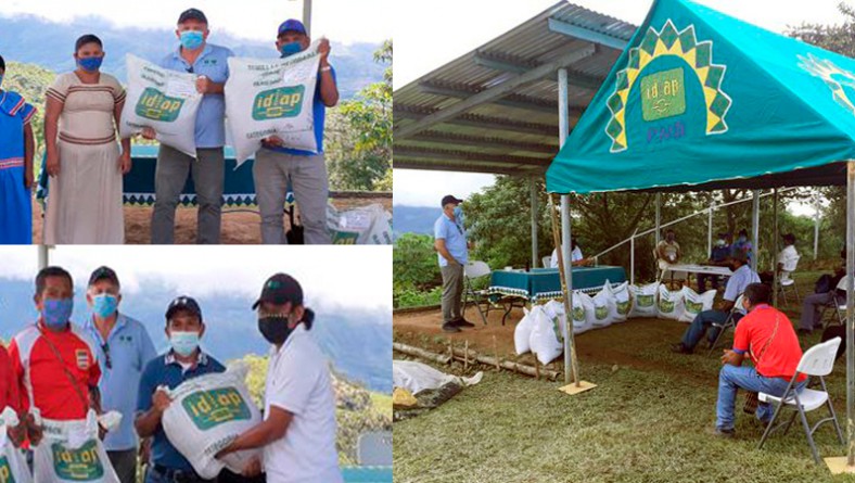 Productores de frijol de la Comarca Ngäbe-Buglé reciben semillas