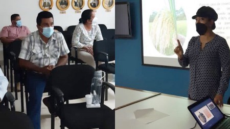 IDIAP Divisa presenta conclusiones sobre cultivo de arroz