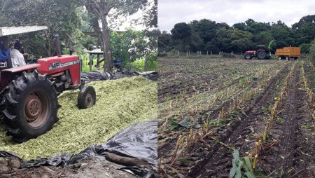 Ganadero de Gualaca, Chiriquí, utilizará maíz ensilado para sus vacas lecheras