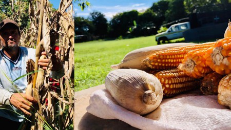 IDIAP Azuero culmina primera etapa de cosecha de maíz IMV1816