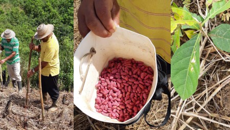 Siembra de frijol poroto en Las Playitas, Las Minas de Herrera