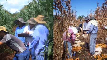 45 años mejorando el maíz panameño