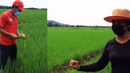 IDIAP capacita a técnicos agropecuarios en el manejo del cultivo arroz en Coclé
