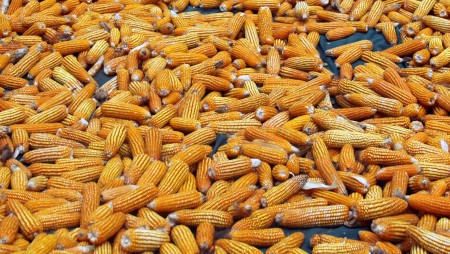 IDIAP se unirá al Consorcio Internacional de Mejoramiento de Maíz para Latinoamérica