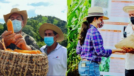 Productores reciben variedad de maíz MV-1816 que ofrece 130 quintales por hectárea