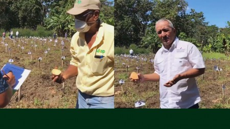 Camote en Día de campo, Finca Experimental de IDIAP en Alanje, Chiriquí