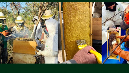 Azuero Honey´s Group e IDIAP realizan la primera cosecha de miel en Azuero