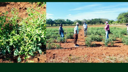 Capacitaciones para el cultivo de tomate en tierras bajas