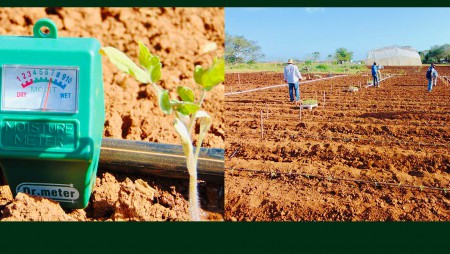 Nuevas tecnologías aplicadas a la producción tomatera en Azuero