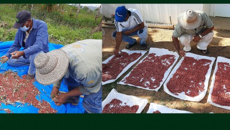 8 líneas de frijol poroto enriquecido logran un alto rendimiento de producción