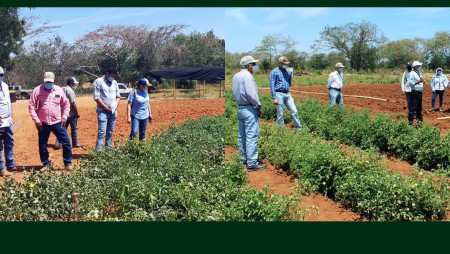 Técnicos y extensionistas se actualizan en el manejo agronómico del tomate