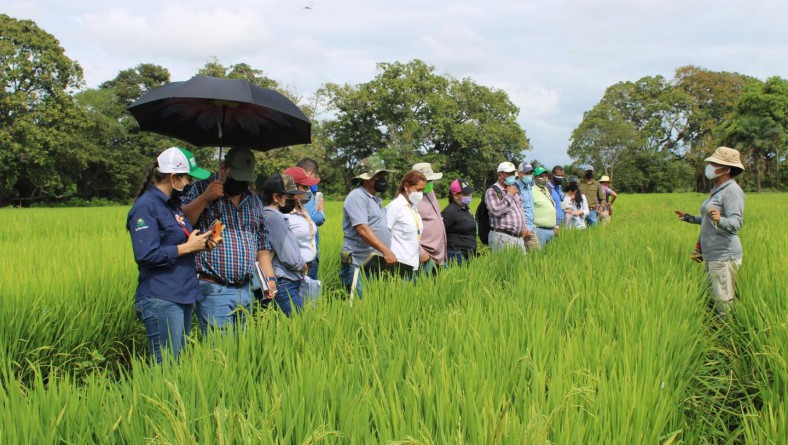 DIFUSIÓN TECNOLÓGICA EN EL CULTIVO DE ARROZ EN CHIRIQUÍ.