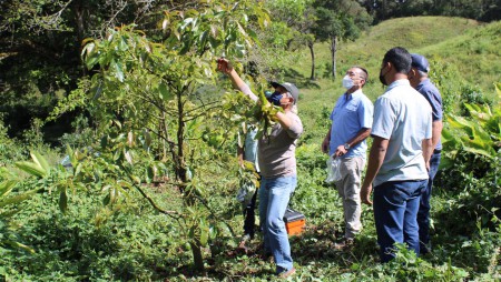 PROPAGARÁN CULTIVARES DE AGUACATE Y CAFÉ.