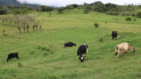PROYECTO AGRO INNOVA EN CHIRIQUÍ