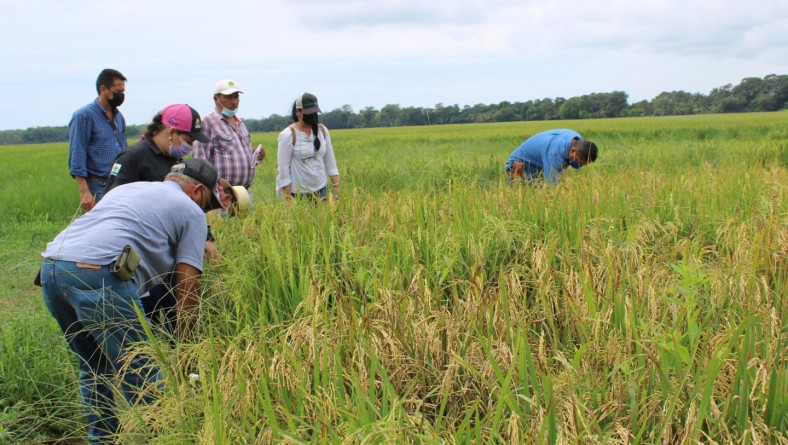 LÍNEAS DE ARROZ IDIAP ESTABLECIDAS EN EL PAÍS