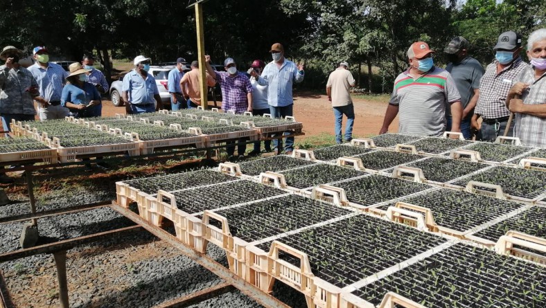 JORNADA DE DIFUSIÓN Y VINCULACIÓN TECNOLÓGICA DEL CULTIVO DE TOMATE INDUSTRIAL IDIAP-T-8.