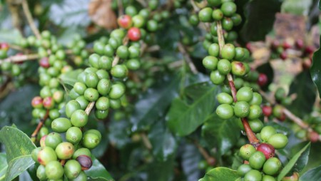 SELECCIÓN DE NUEVOS MATERIALES DE CAFÉ CON ALTO RENDIMIENTO
