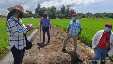 ACTIVIDAD EN PARCELA DE DIFUSIÓN TECNOLÓGICA EN LOS PROYECTOS DE ARROZ.