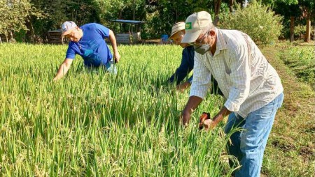 SEGUIMIENTO A LA PARCELA DE ARROZ DEL PROYECTO FONTAGRO-SICA SUR EN TONOSÍ.