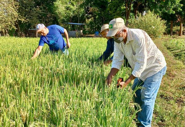 SEGUIMIENTO A LA PARCELA DE ARROZ DEL PROYECTO FONTAGRO-SICA SUR EN TONOSÍ.