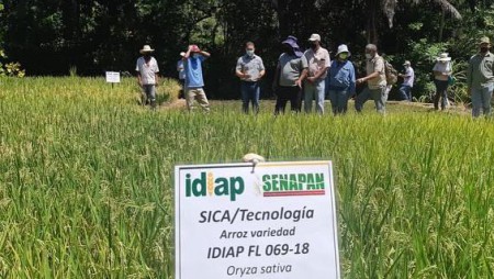 SEGUIMIENTO DE LA PARCELA DE ARROZ DE LA VARIEDAD IDIAP FL 069-18 EN VERAGUAS