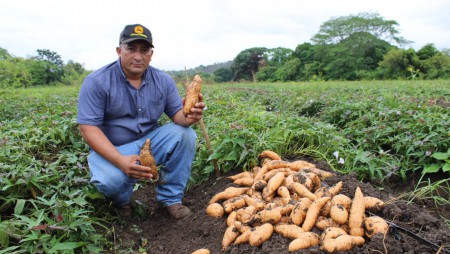 EVALUACIÓN DE CLONES PROMISORIOS DE CAMOTE EN PERALES DE GUARARÉ