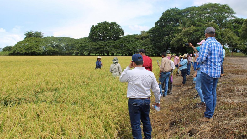 DEMOSTRACIÓN DE MÉTODOS DE COSECHA OPORTUNA EN VARIEDAD DE ARROZ IDIAP 54-05.