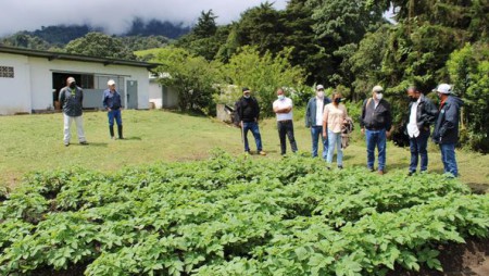 MEJORAMIENTO GENÉTICO EN EL CULTIVO DE PAPA