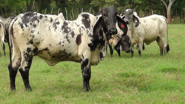 GIRA TÉCNICA A FINCAS DE PRODUCCIÓN DE LECHE EN PARITA Y AGUADULCE