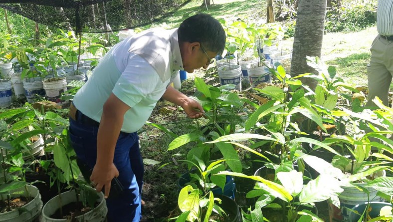 EVALUACIÓN DE LAS INVESTIGACIONES SOBRE PROBLEMAS DEL CADMIO EN LAS ALMENDRAS DEL CACAO