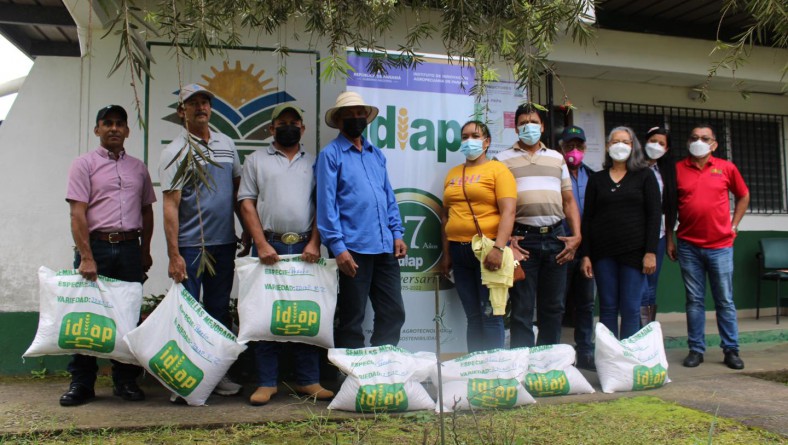 IDIAP INICIA LA ENTREGA DE SEMILLAS REGISTRADAS DE FRIJOL POROTO PARA SU MULTIPLICACIÓN EN CAMPO